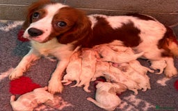 Cavachon dogs for sale: DNA CLEAR CAVACHON PUPS - Image 14