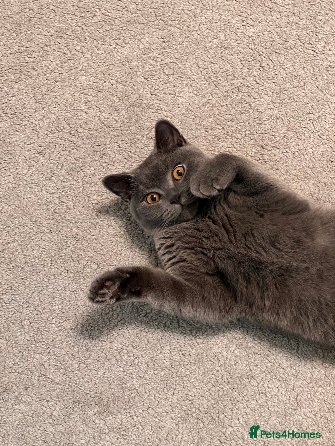 British Shorthair cats for sale: Meet Milu – The Gentle British Shorthair - Image 3