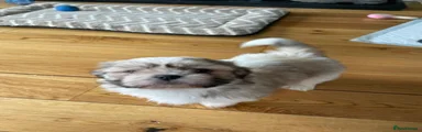 Shih Tzu 1
