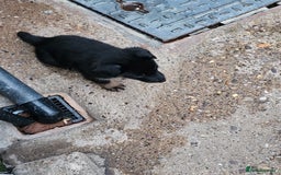 German Shepherd dogs for sale: German shepherd puppies  - Image 15