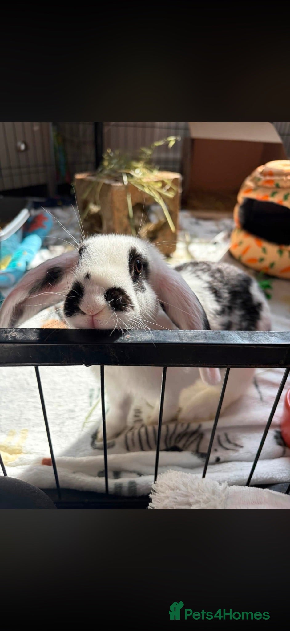 Mixed Breed rabbits Gorgeous female English spot X Dutch  - Advert 1