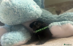 Cockerdor dogs for sale: 🐶Cockerdor Puppies 🐶 - Image 14