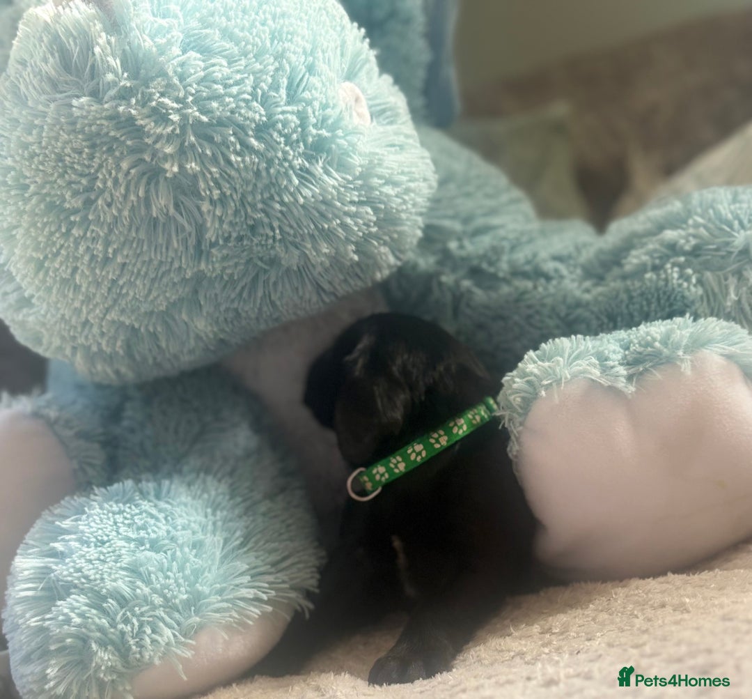 Cockerdor dogs for sale: 🐶Cockerdor Puppies 🐶 - Image 14