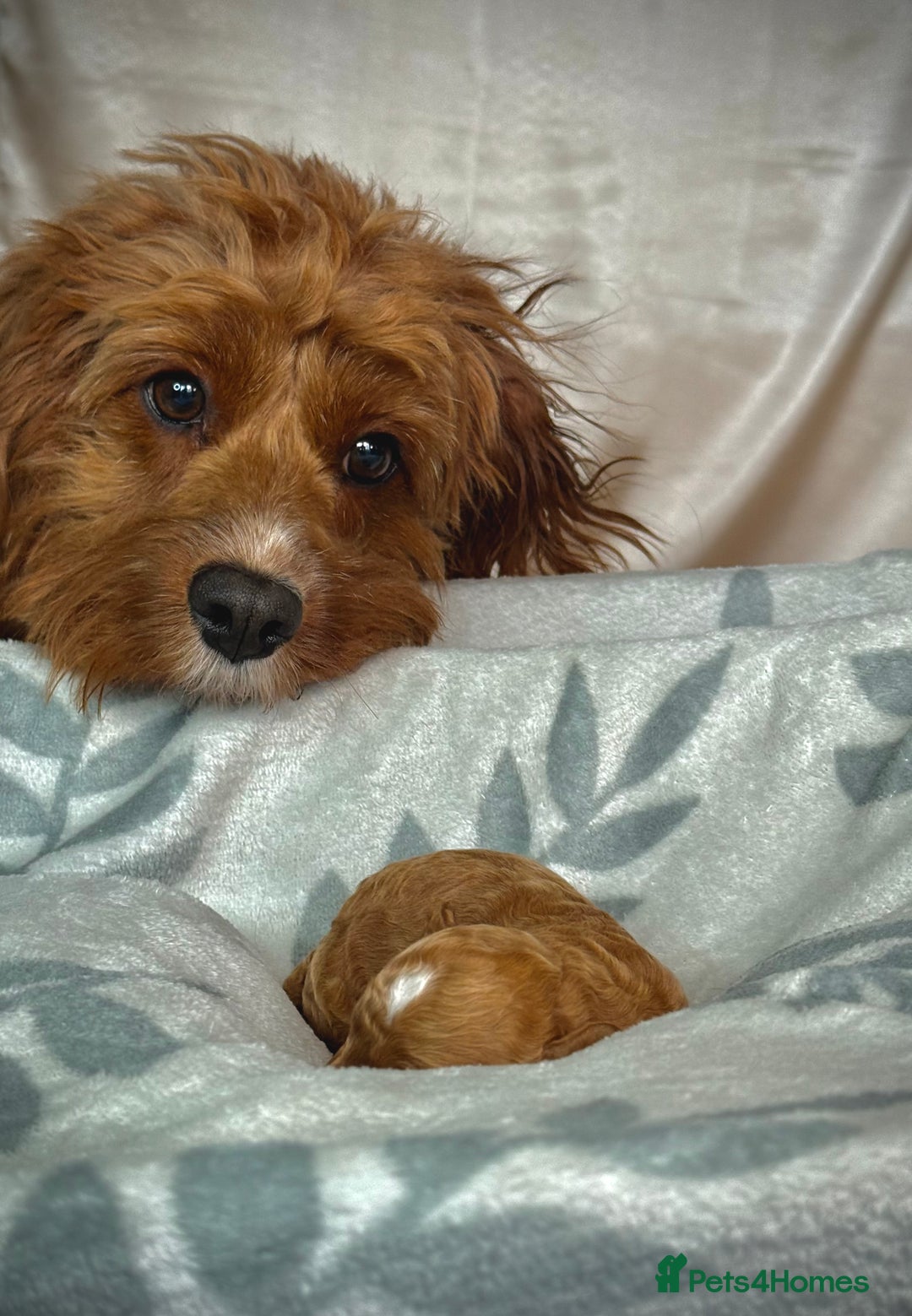 Cavapoo dogs for sale: 6 Cute Cavapoo puppies 6 - ready for homes in feb  - Advert 5
