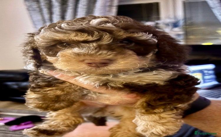 Cavapoo dogs - Advert 6