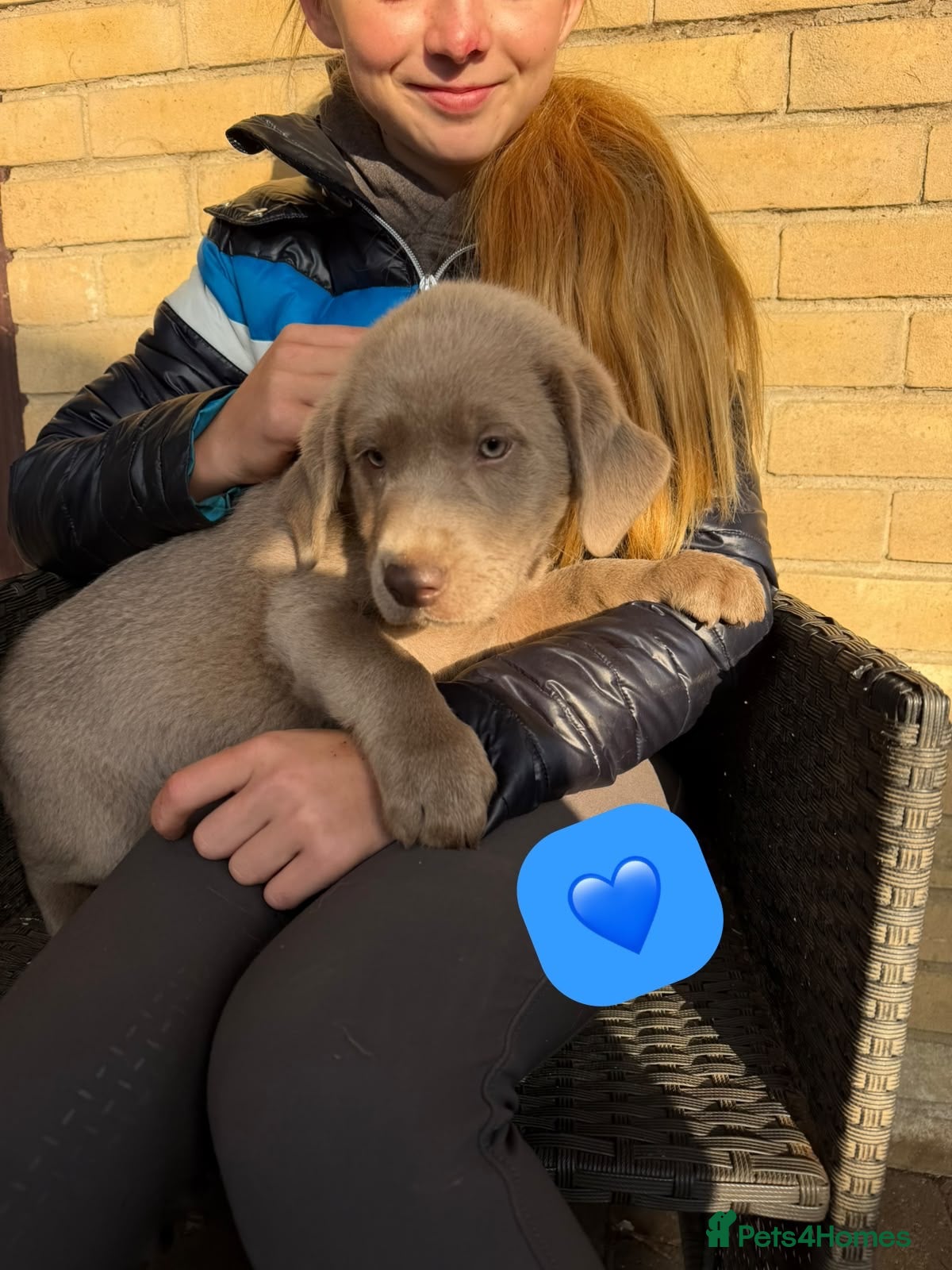 Labrador Retriever dogs KC registered silver Labradors  - Advert 1