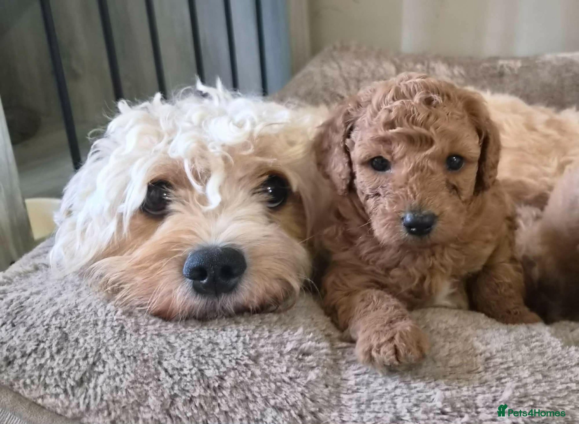 Cavapoo dogs DNA clear cavapoo - Advert 1