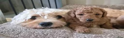 Cavapoo dogs for sale: DNA clear cavapoo in Yeovil - Advert 1