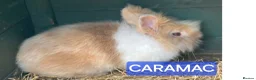 Mini Lop rabbits for sale: Rescue bunnies mini lops lion heads  in Goole - Advert 4