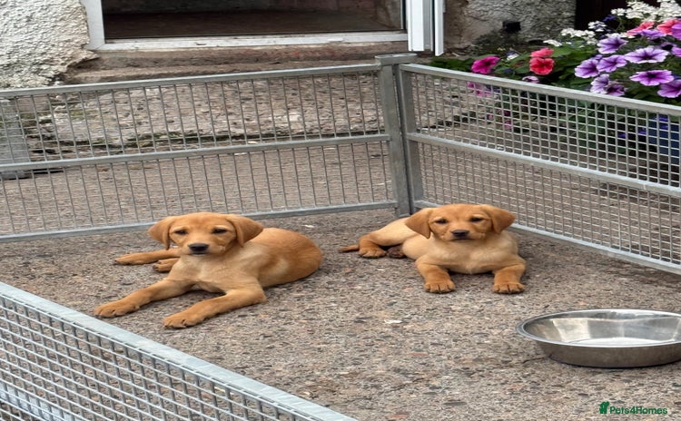 Labrador Retriever dogs in Lanark - Advert 7