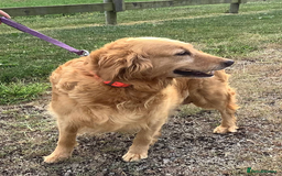 Golden Retriever dogs for sale: Quality Kc Reg. Golden retriever Puppies - Image 8