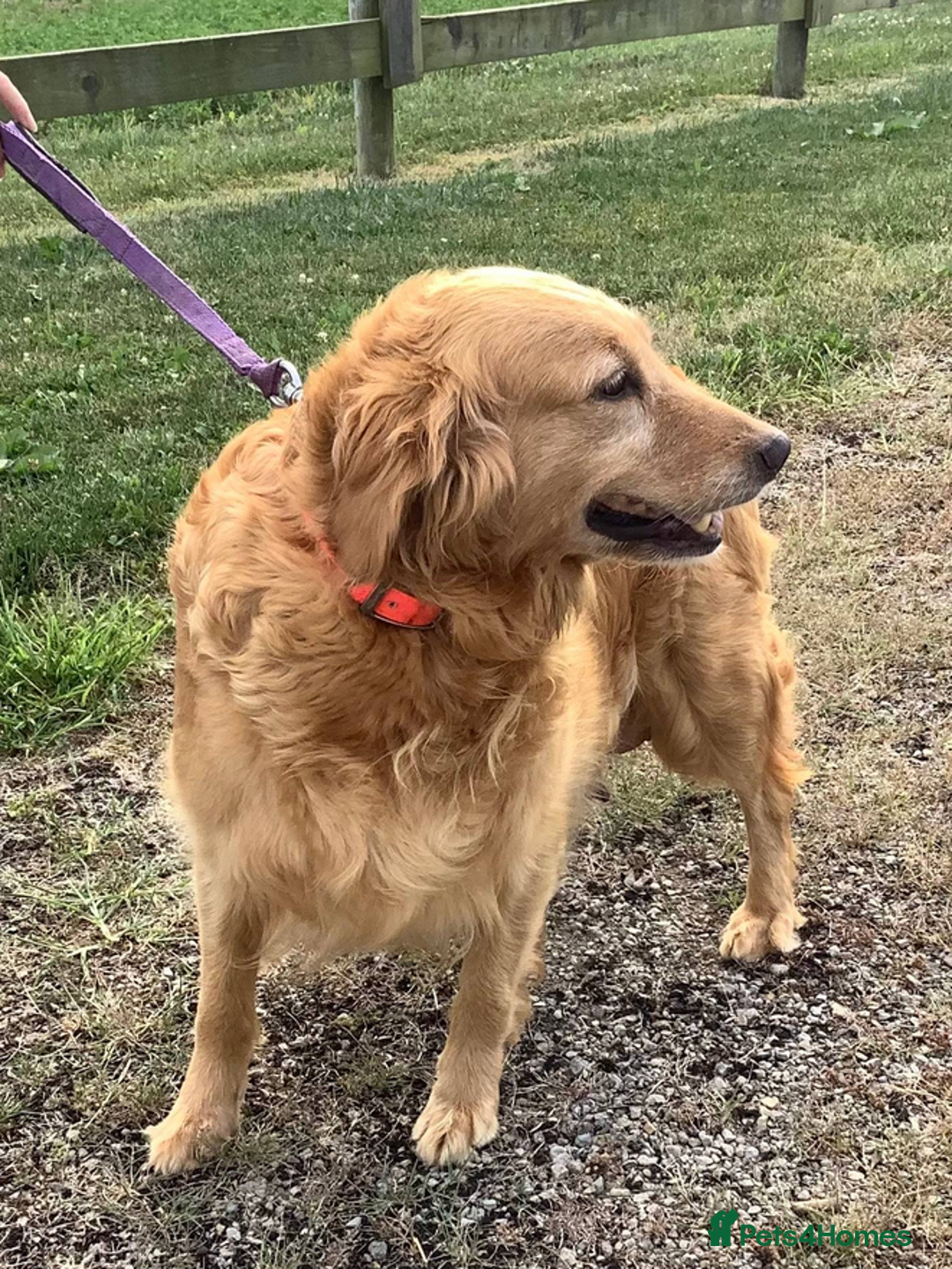 Golden Retriever dogs for sale: Quality Kc Reg. Golden retriever Puppies - Image 8