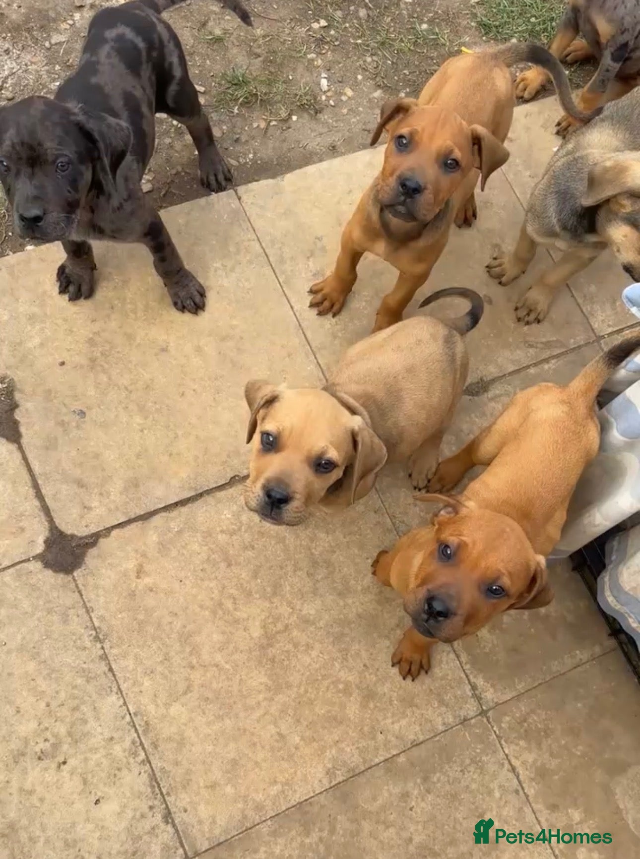 Mixed Breed dogs CANE CORSO X ROTTWEILER  - Advert 2