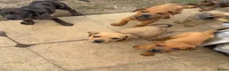 Mixed Breed dogs for sale: CANE CORSO X ROTTWEILER  - Advert 1
