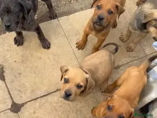 Mixed Breed dogs CANE CORSO X ROTTWEILER - Advert 2