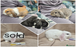 Mini Lop rabbits for sale: Stunning baby bunny 🐰  - Image 1