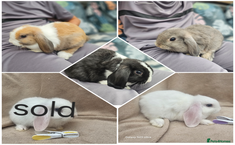 Mini Lop rabbits - Advert 6