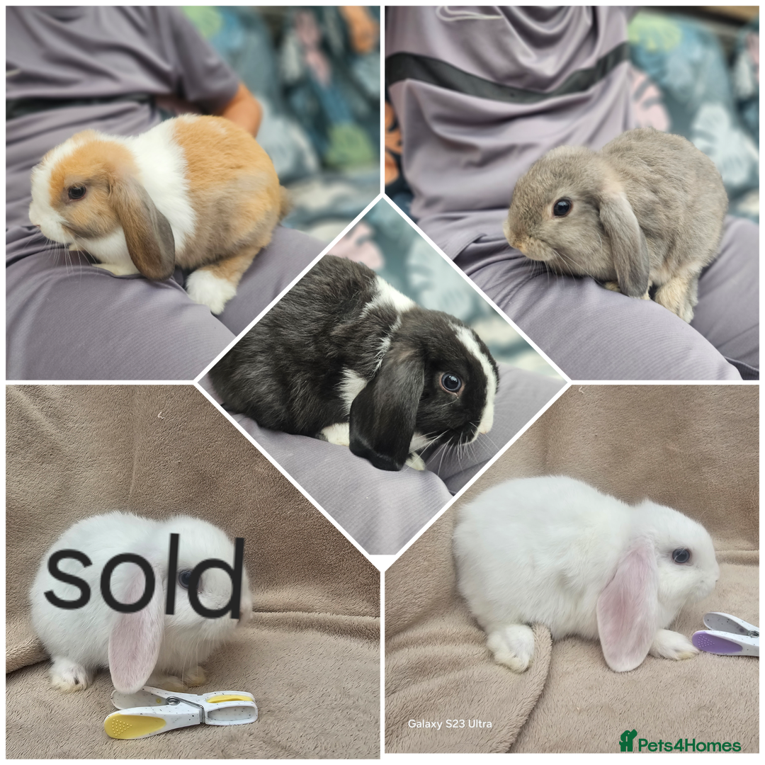 Mini Lop rabbits for sale: Stunning baby bunny 🐰  - Image 1