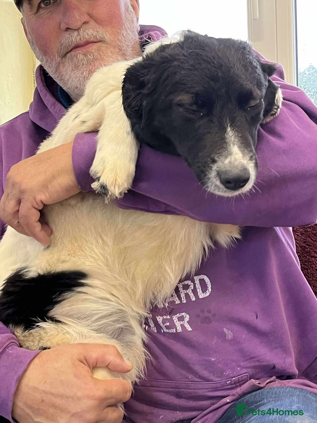 Mixed Breed dogs for adoption: MARNIE - Advert 2