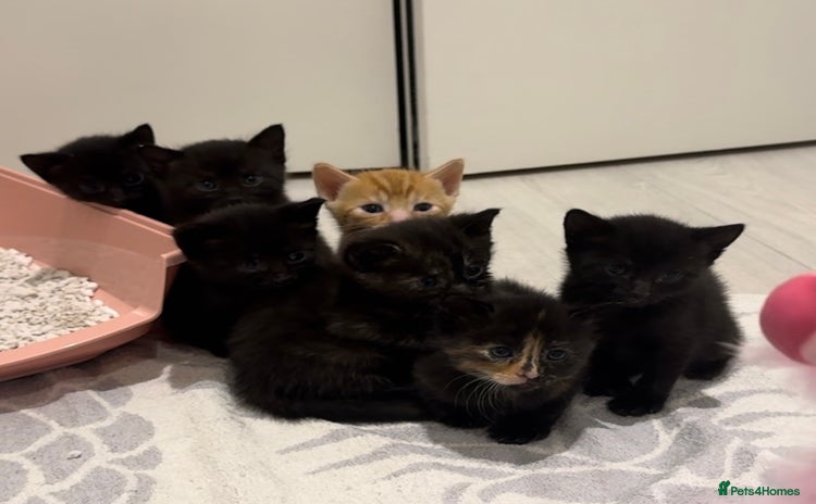 Mixed Breed cats - Advert 1