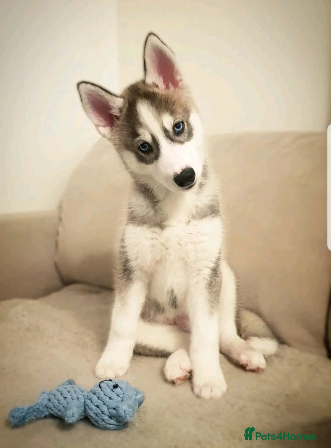 Siberian Husky dogs for stud: DANAMELI TITAN KING - Proven Health Tested Stud in Glasgow - Advert 23