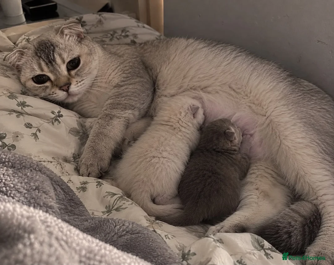 Scottish Fold cats for sale: Scottish fold chinchilla kitten! in Pinner - Advert 5