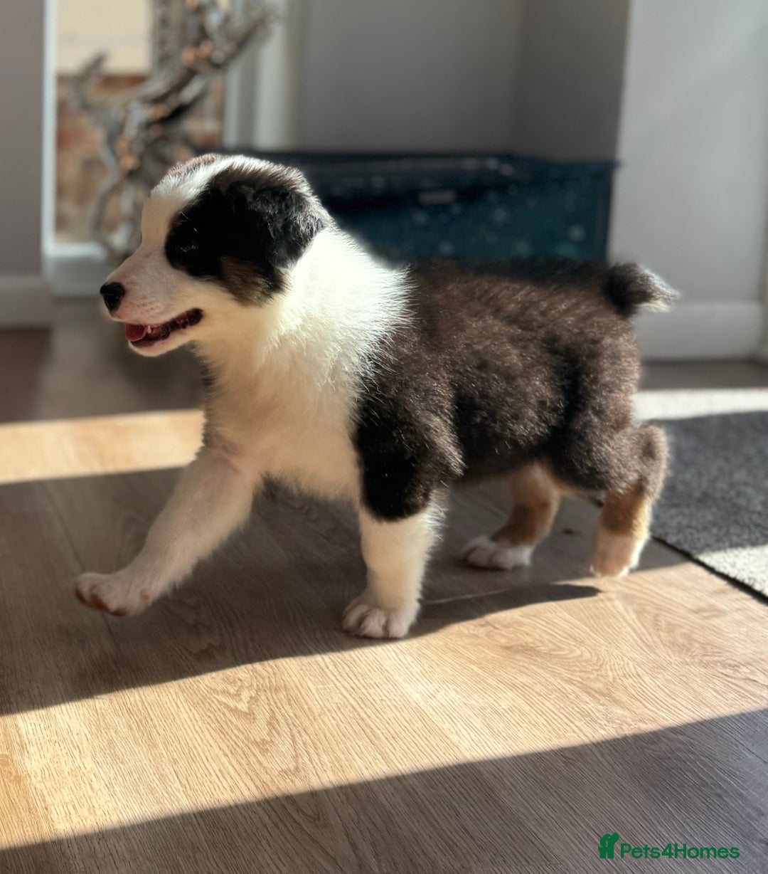 Australian Shepherd dogs for sale: Last KC registered Australian Shepard puppy! - Image 4
