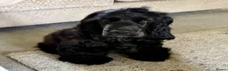 Cocker Spaniel dogs for sale: My name is Benny in Spalding - Advert 2