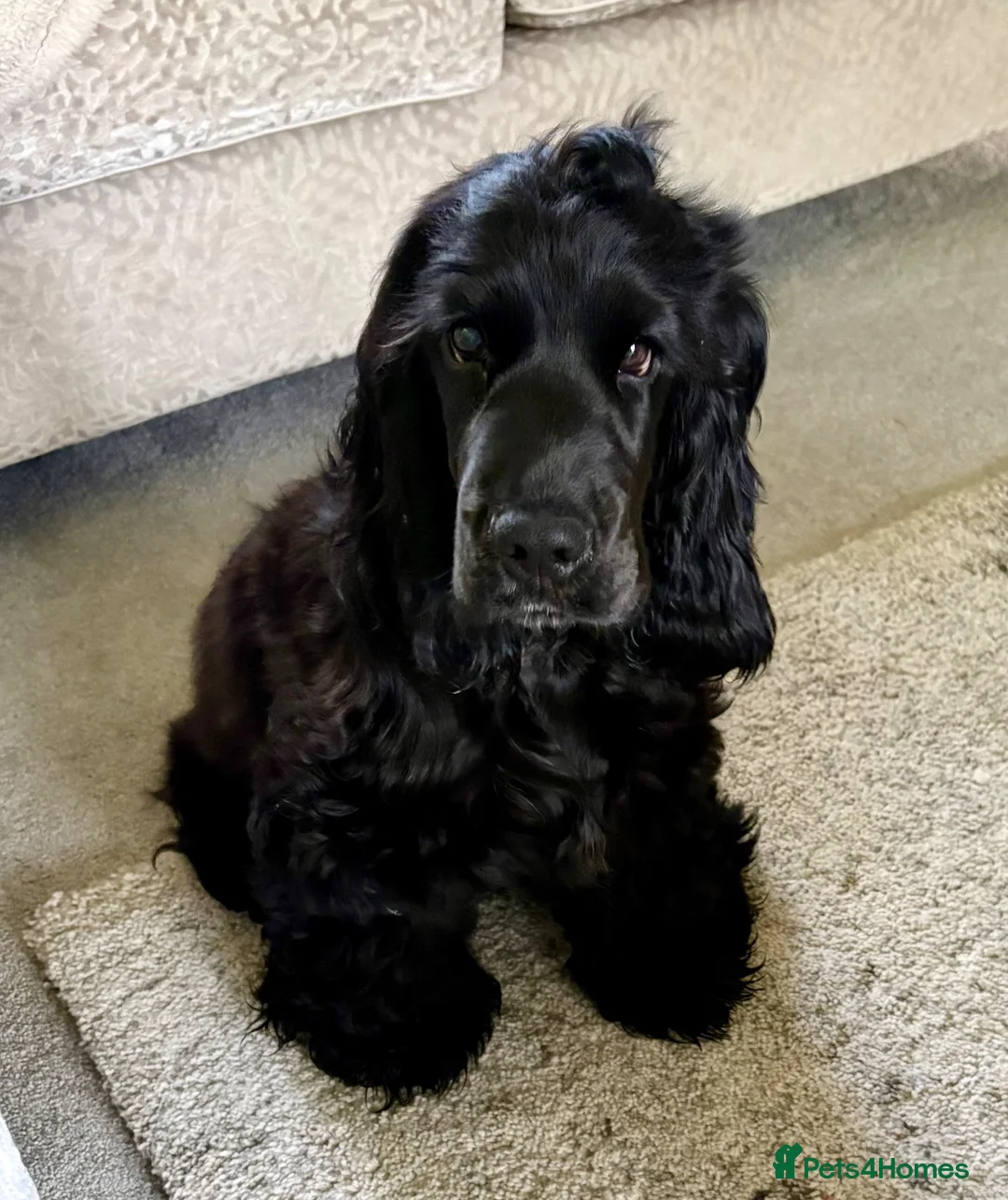 Cocker Spaniel dogs for sale: My name is Benny in Spalding - Advert 2