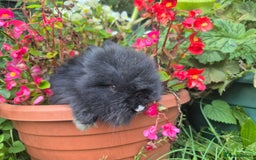 Angora rabbits for sale: The cutest black beauties 🖤 - Image 10