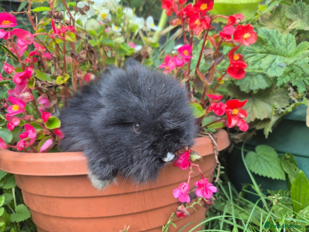 Angora rabbits for sale: The cutest black beauties 🖤 - Image 10
