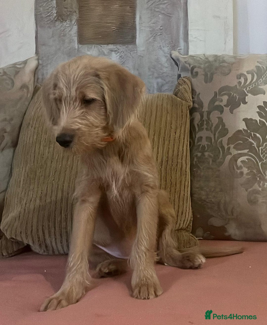 Labradoodle dogs for sale: Absolutely beautiful Labradoodles - Advert 32