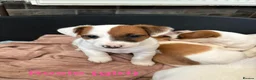 Jack Russell dogs for sale: Traditional Jack Russell Puppies for Sale - Advert 9