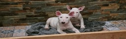 English Bull Terrier dogs for sale: Beautiful k.c reg bully pups  ready to go - Advert 7
