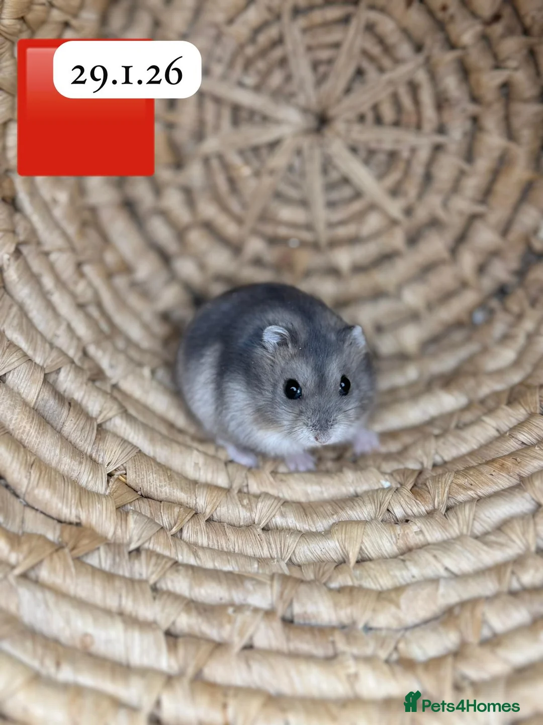 Hamster rodents for sale: Beautiful baby winter white russian dwarf hamsters - Advert 15