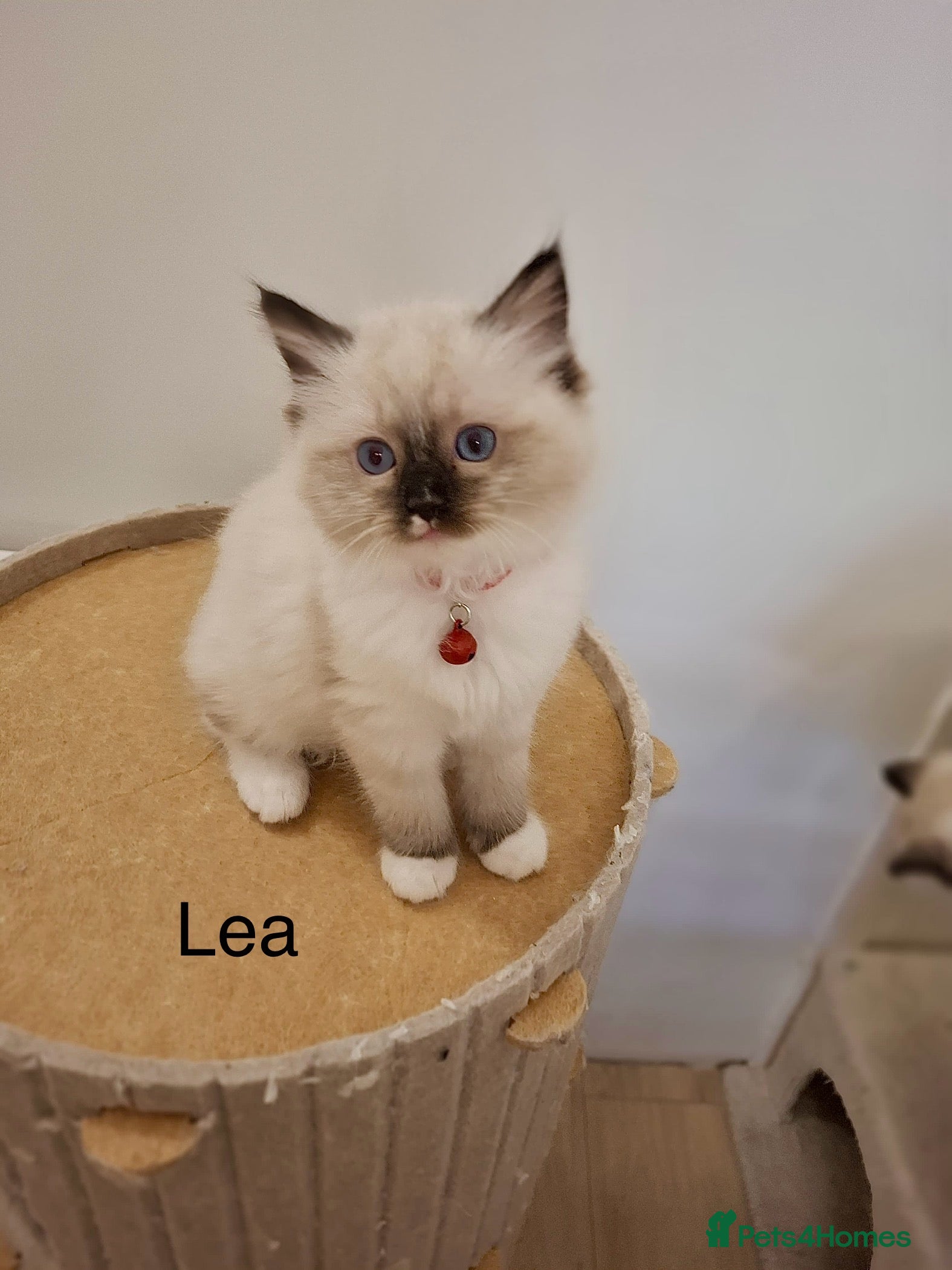 Ragdoll cats Purebread Ragdoll Kittens  - Advert 2