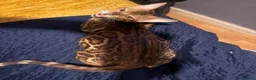 Bengal cats for sale: Gorgeous brown rosetted Bengal queen,tica reg✅ - Advert 7