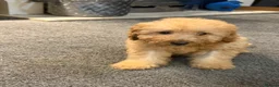 Labradoodle dogs for sale: 💙 Miniature labradoodle 15 weeks old ready now💙 - Advert 30