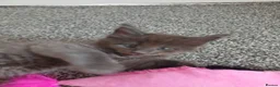 Maine Coon cats for sale: Pure breed Maine coon kittens in Liverpool - Advert 9