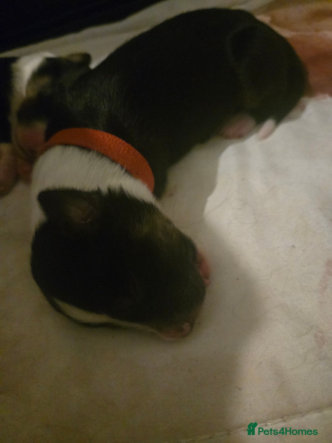 Border Collie dogs for sale: 11 beautiful bored collie puppies  - Image 14