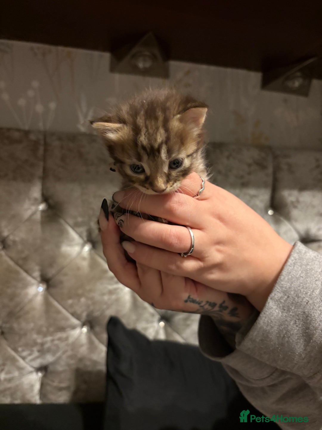 Mixed Breed cats for sale: 4 stunning Bombay X Norwegian kittens for sale - Advert 11