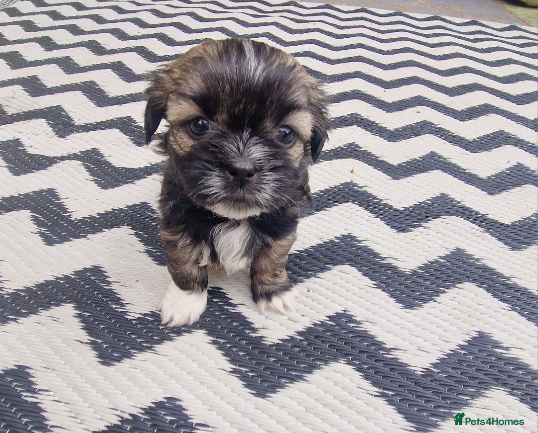 Shih Tzu dogs for sale: wonderful puppies  - Image 7