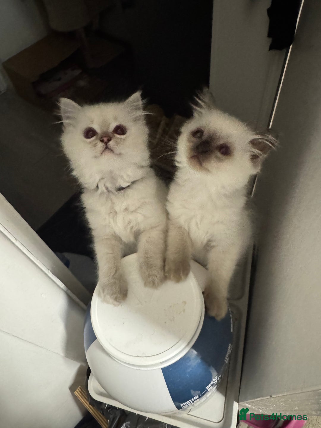 Ragdoll cats for sale: FULL PEDIGREE RAGDOLL KITTENS! READY BEFORE XMAS! - Image 4