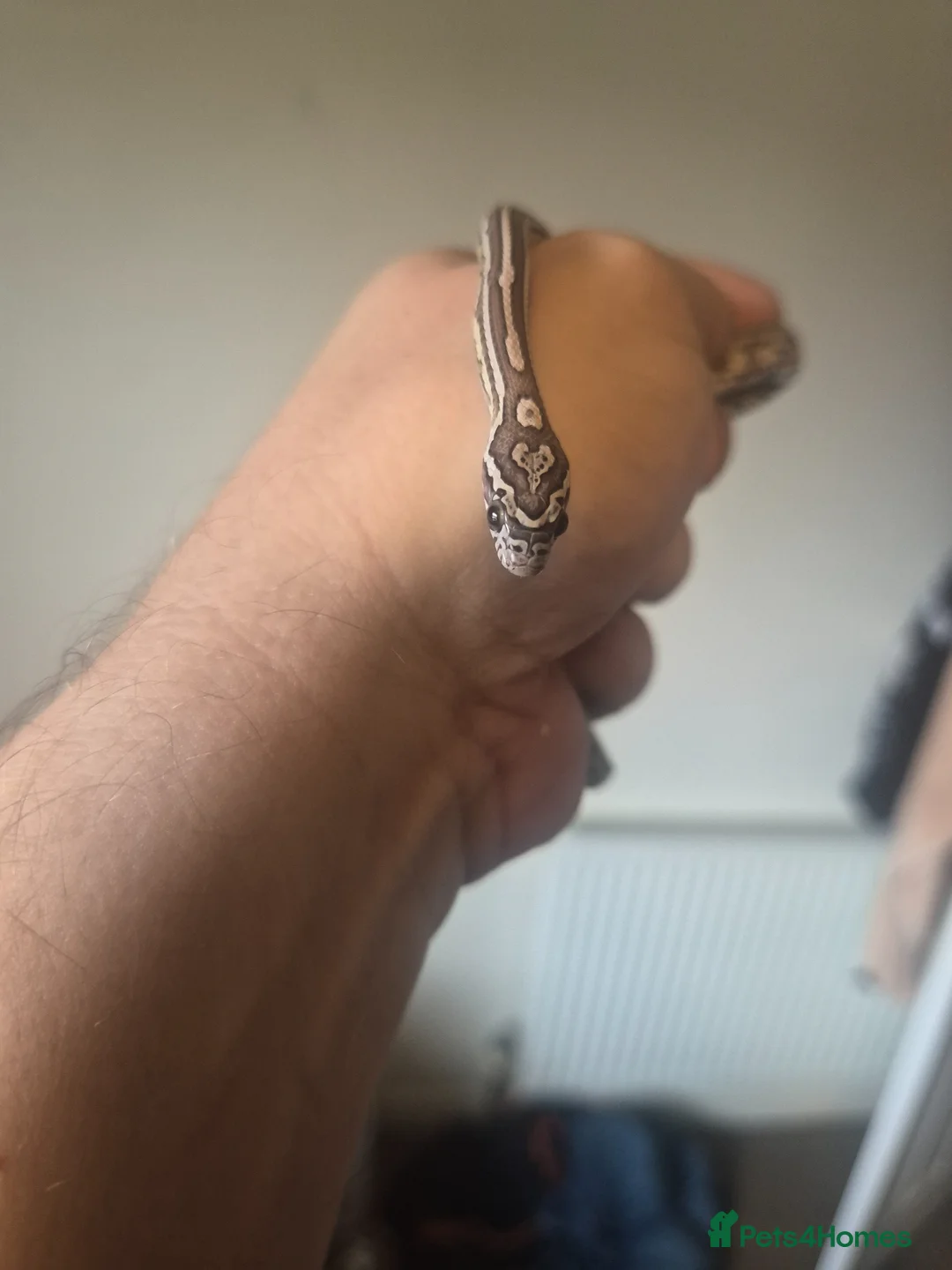 Corn Snake reptiles for sale: Corn snake - Advert 1