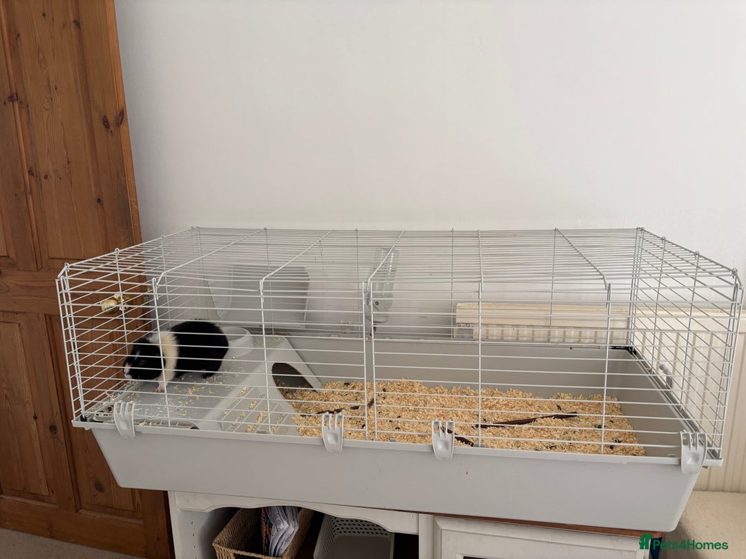 Guinea Pig rodents for sale: Male Guinea Pig - Image 4