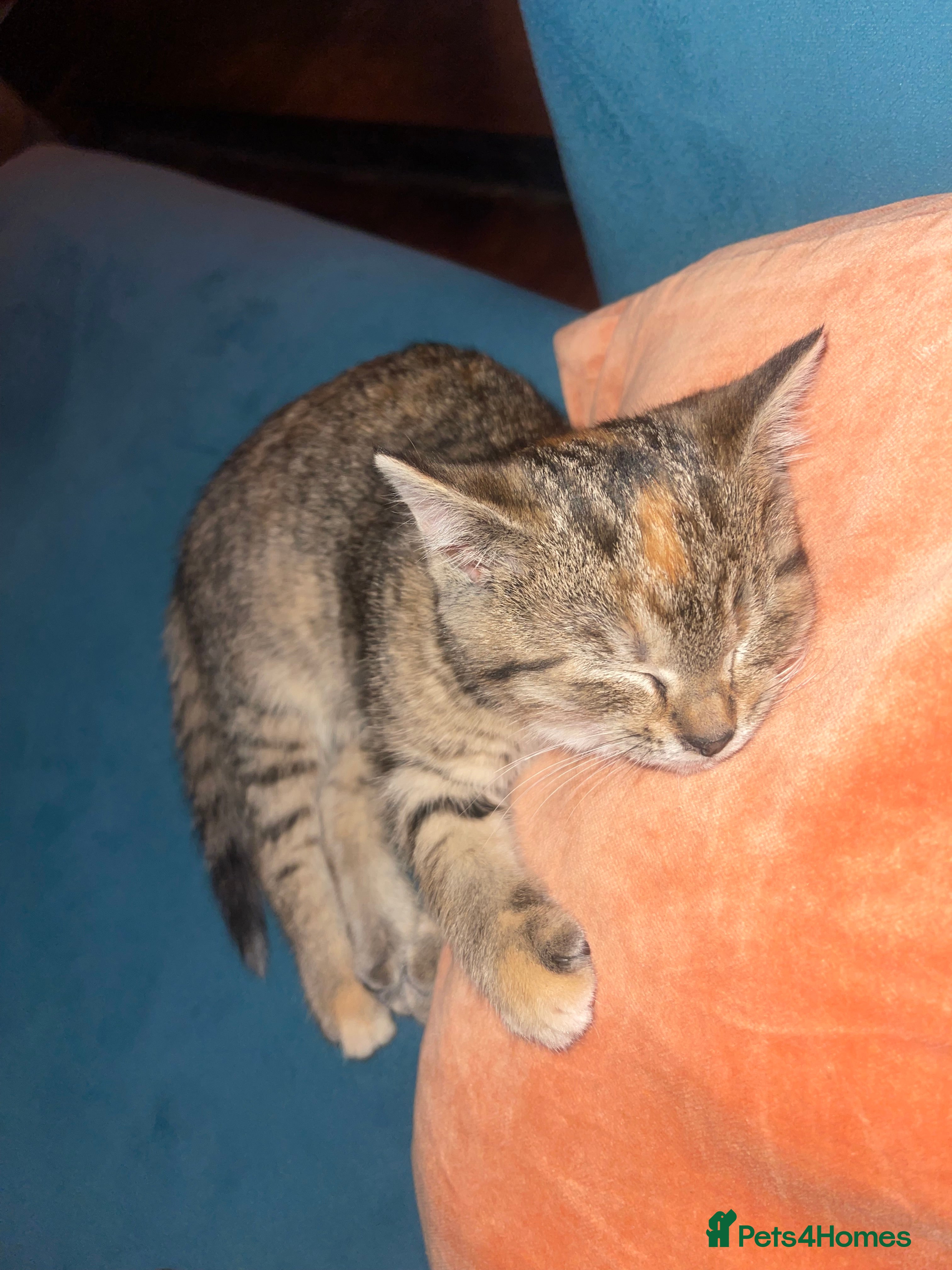 Domestic Shorthair cats Tabby girl  - Advert 1