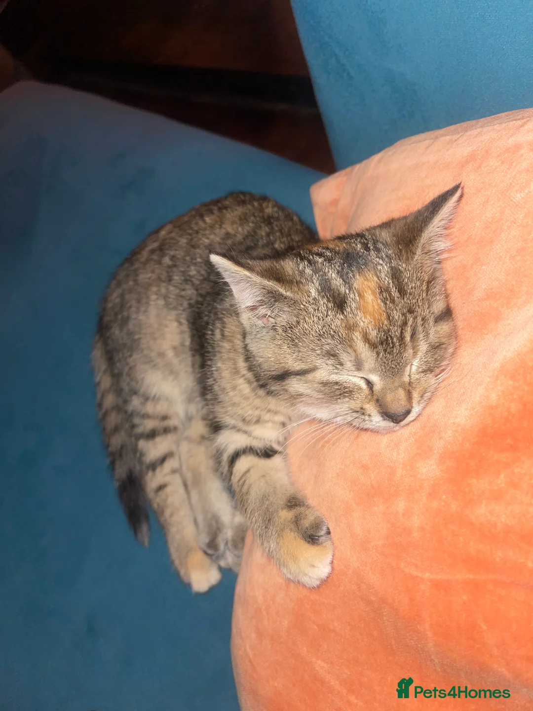 Domestic Shorthair cats for sale: Tabby girl  - Advert 1