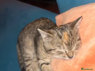 Domestic Shorthair cats Tabby girl - Advert 1
