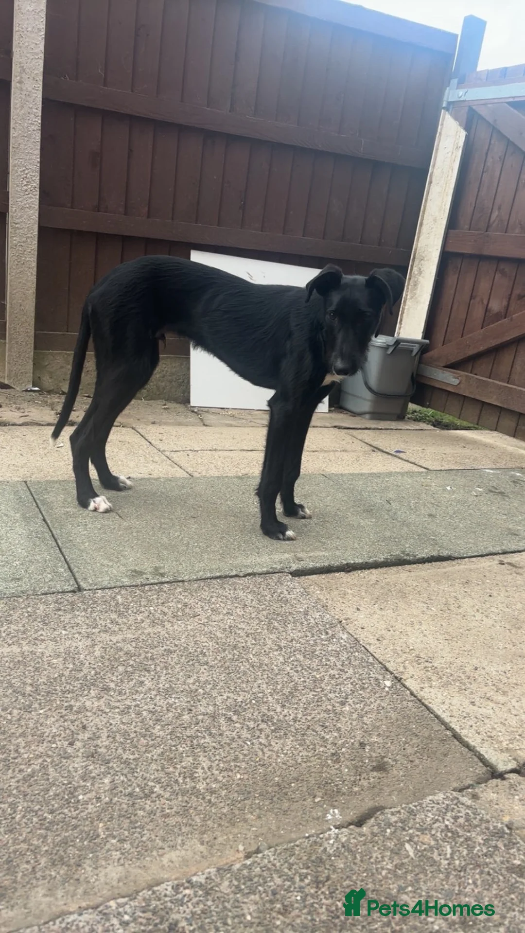 Mixed Breed dogs for sale: Borris in Wrexham - Advert 4