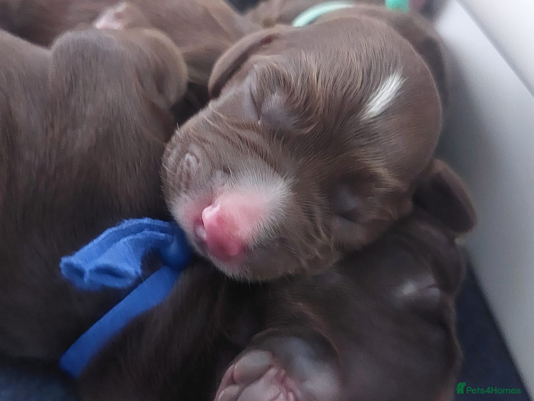 Sprocker dogs for sale: Sprocker Spaniel DWKC registered working line pups - Advert 19